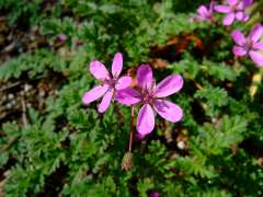 Erodium cicutarium